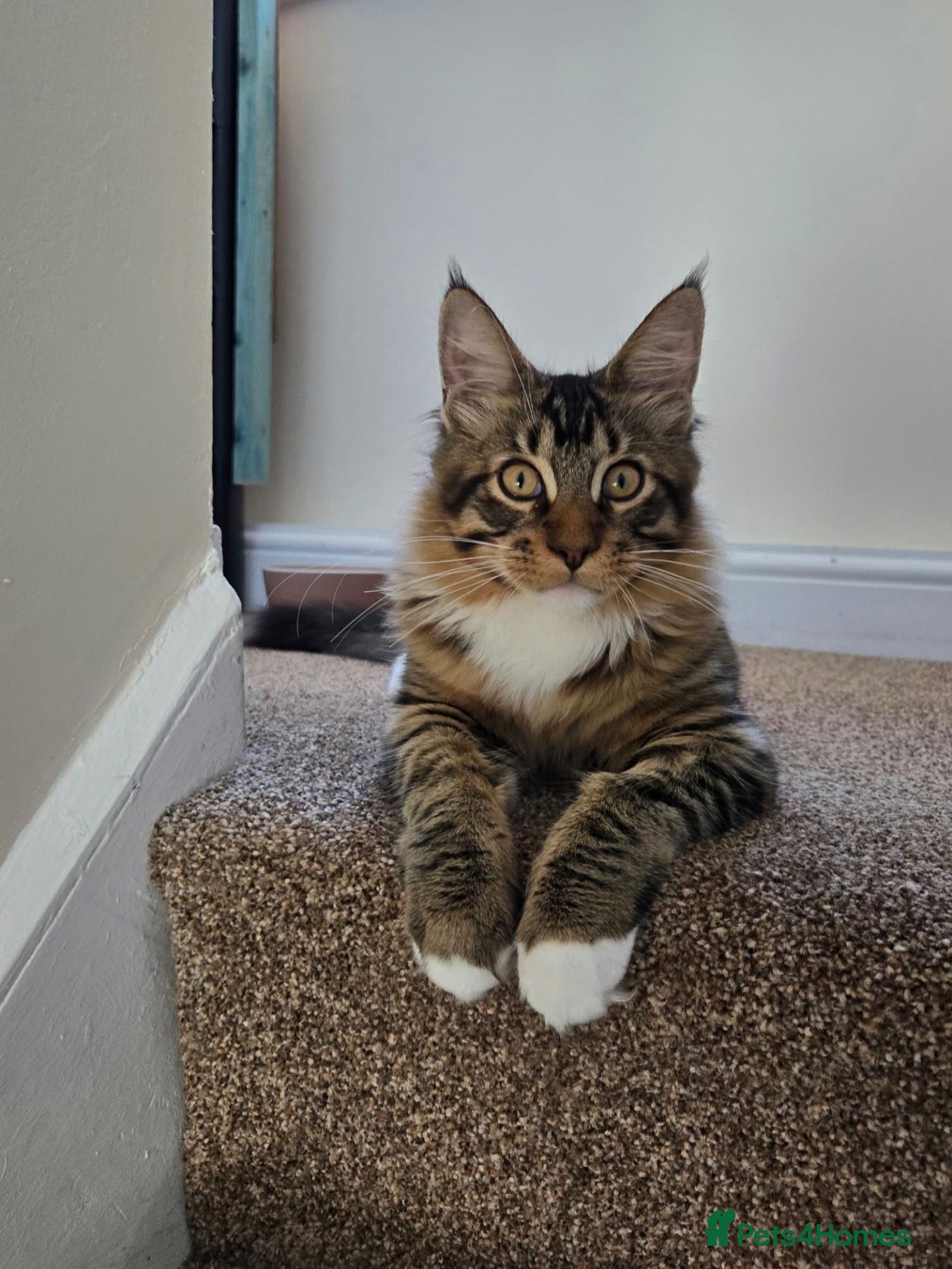 Maine Coon cats 1 TICA registered Maine Coon boy. - Advert 1