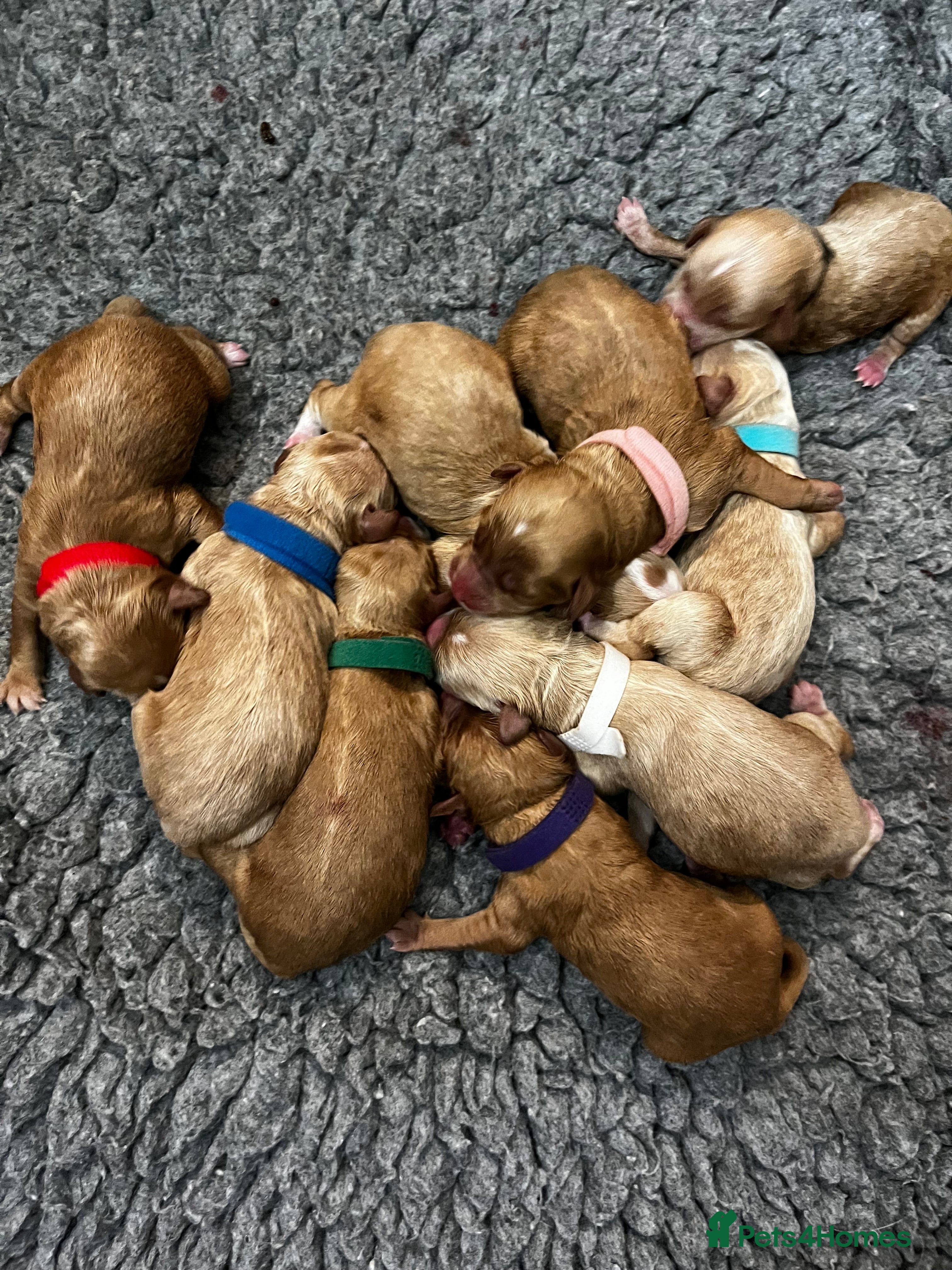 Australian Labradoodle dogs Quality Multigen Australian Labradoodle Puppies  - Advert 8