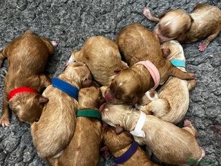 Australian Labradoodle dogs Quality Multigen Australian Labradoodle Puppies - Advert 8