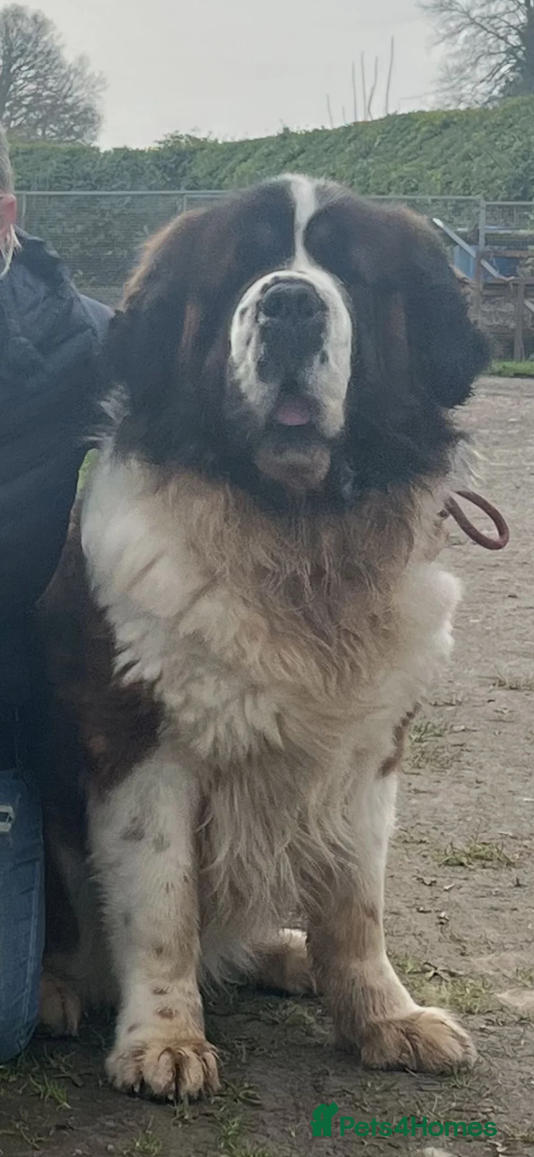 Saint Bernard dogs for stud: Teddy beautiful KC reg available for stud - Advert 4