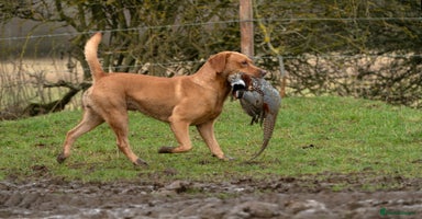 Springador dogs - Advert 3