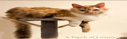 Mixed Breed cats for sale: Beautiful LePerm cross kittens  - Advert 2