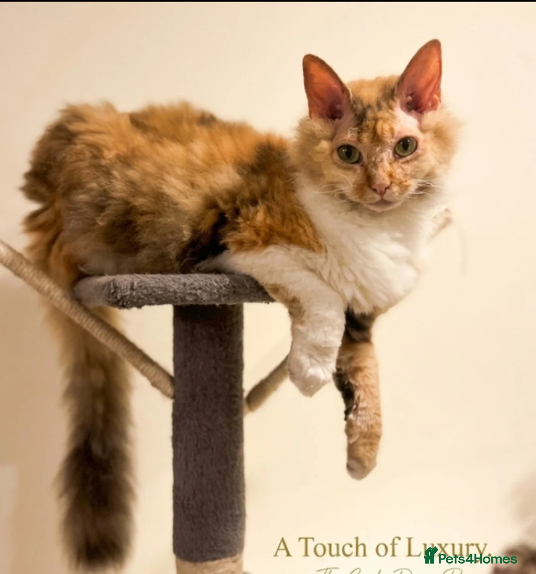 Mixed Breed cats for sale: Beautiful LePerm cross kittens  - Advert 2