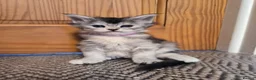 Maine Coon cats for sale: Purebred Maine Coon kittens - Advert 7