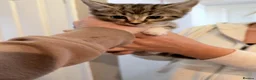 Mixed Breed cats for sale: Kittens for sale  in Wrexham - Advert 8
