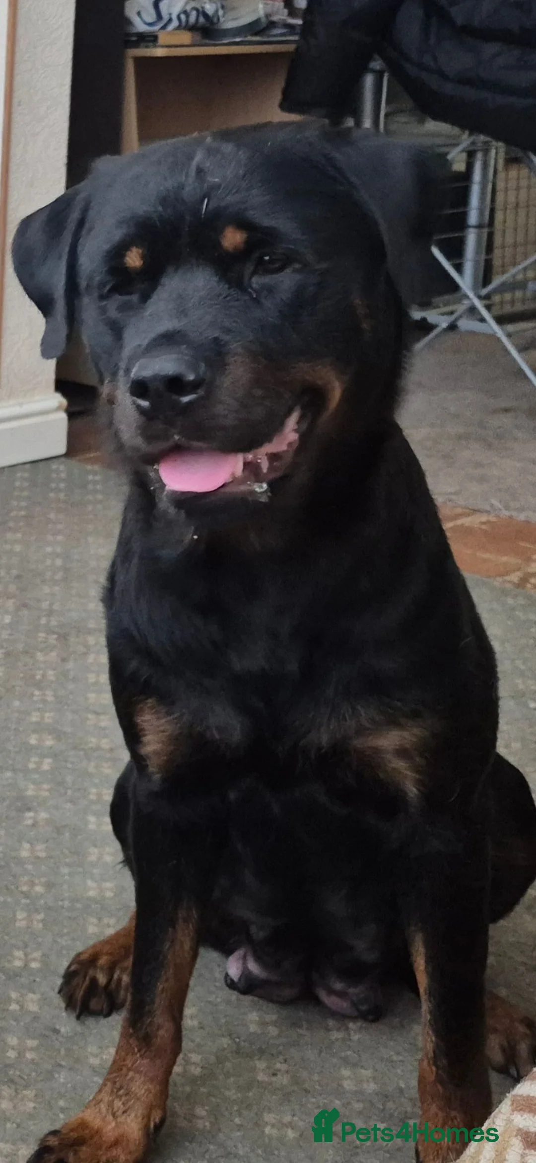 Mixed Breed dogs for sale: Mastweiler - Advert 1