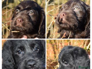 Mixed Breed dogs ✨Aussie Labradoodles Genetics Clear✨ - Advert 6