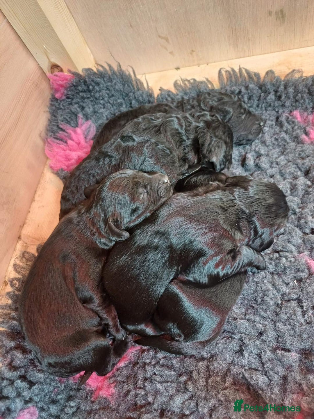 Cockapoo dogs for sale: ✨ F2 Cockapoo Puppies – Ready mid Nov ✨ - Image 5