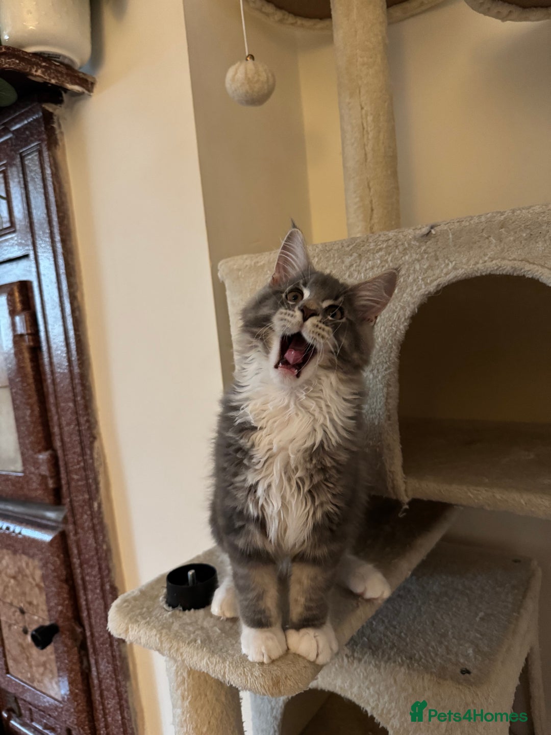 Maine Coon cats for sale: Blue Maine coon boy  - Image 7