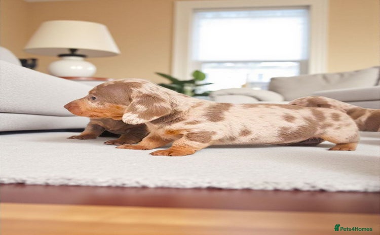 Miniature Dachshund dogs - Advert 1