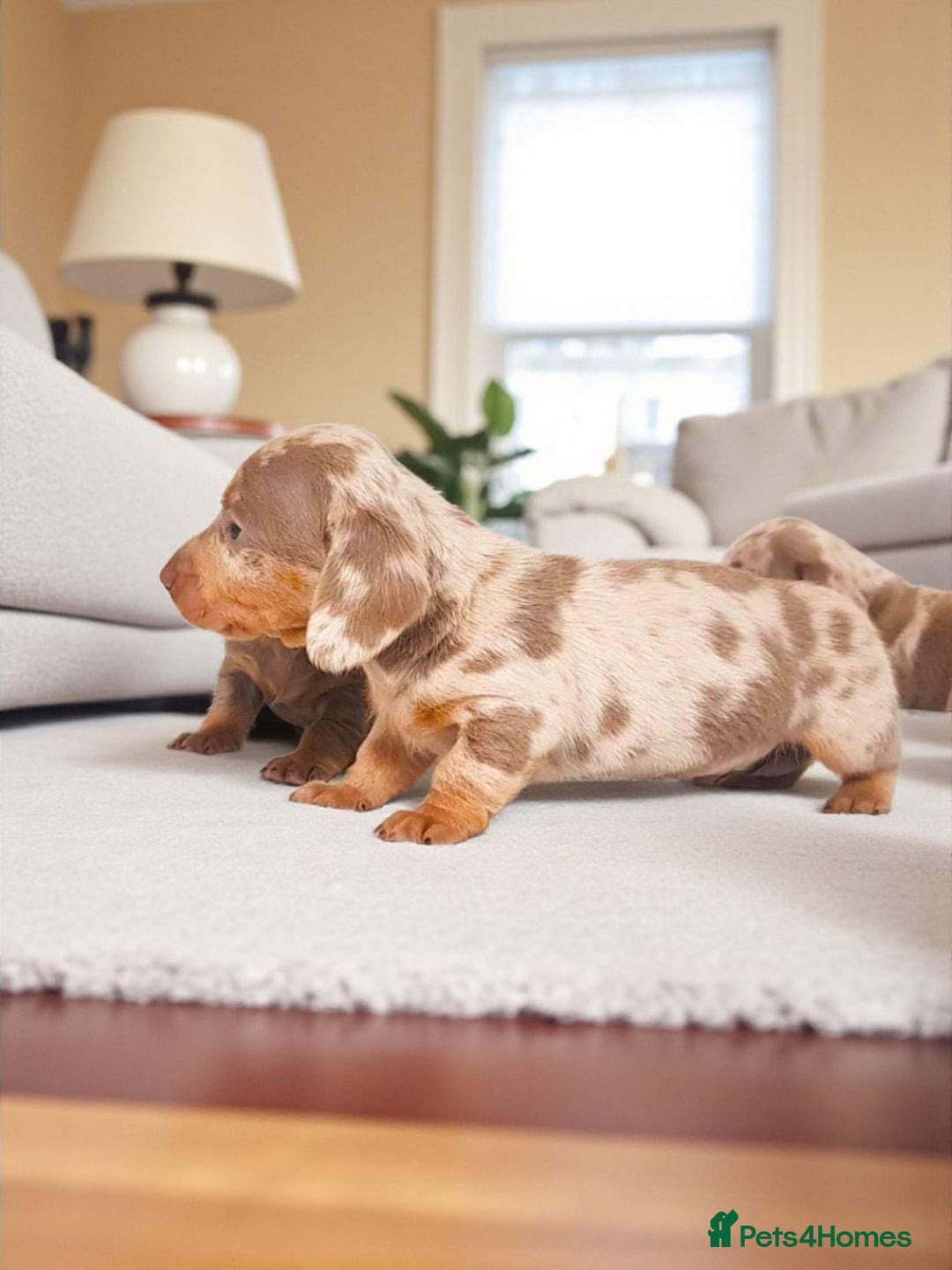 Miniature Dachshund dogs for sale: STUNNING MINIATURE ISABELLA DAPPLE PUPS AVAILABLE  - Image 1
