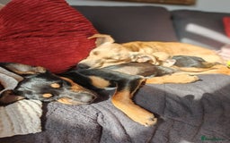 Mixed Breed dogs for adoption: Brooke & Nina are looking for a home together. - Image 5