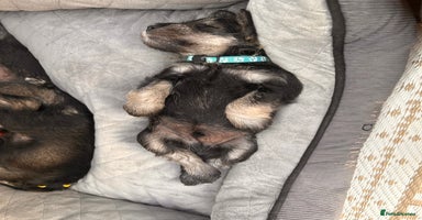 Miniature Schnauzer dogs - Advert 1