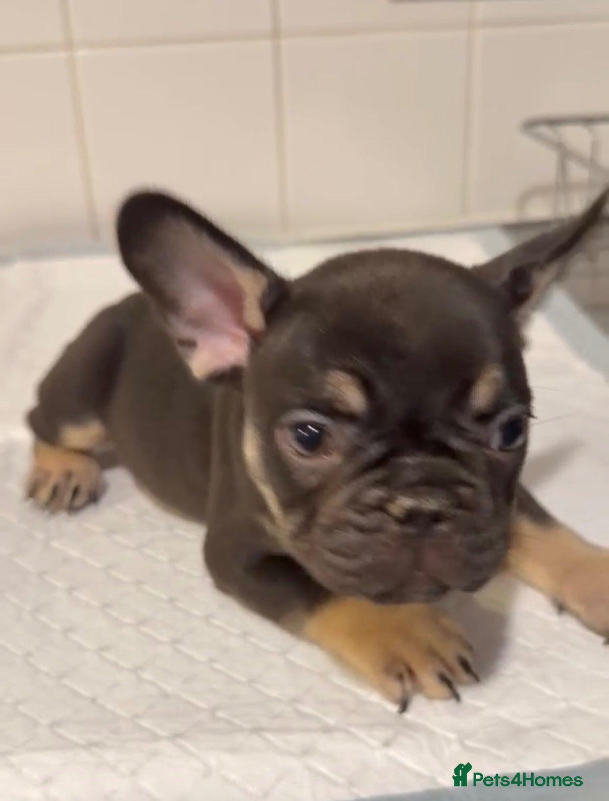 French Bulldog dogs  1 boy & 1 girl French Bulldog Pup available  - Advert 1