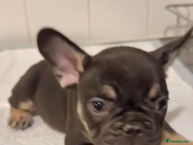 French Bulldog dogs 1 boy & 1 girl French Bulldog Pup available - Advert 1
