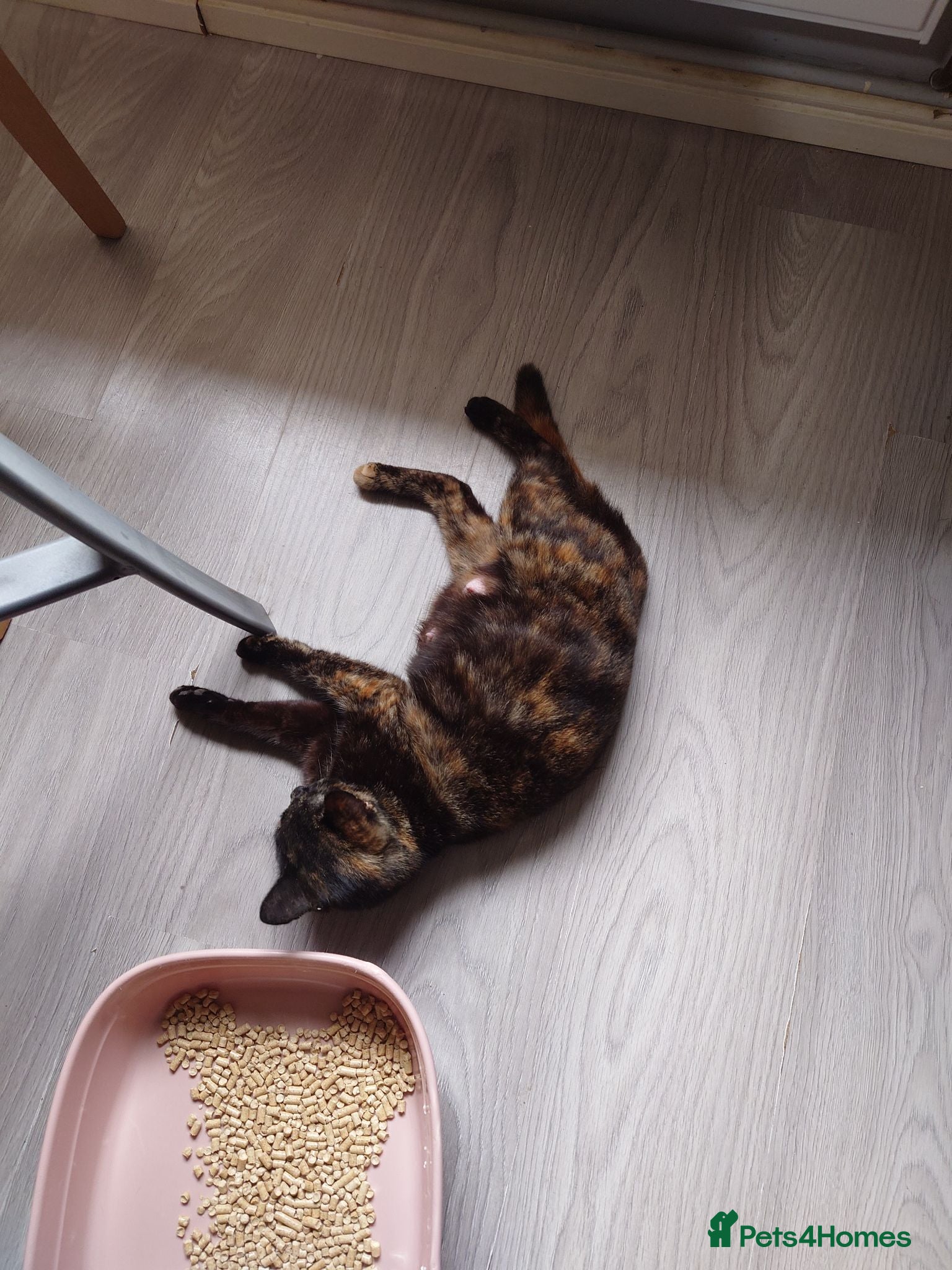 Mixed Breed cats Kittens looking for forever home. - Advert 1