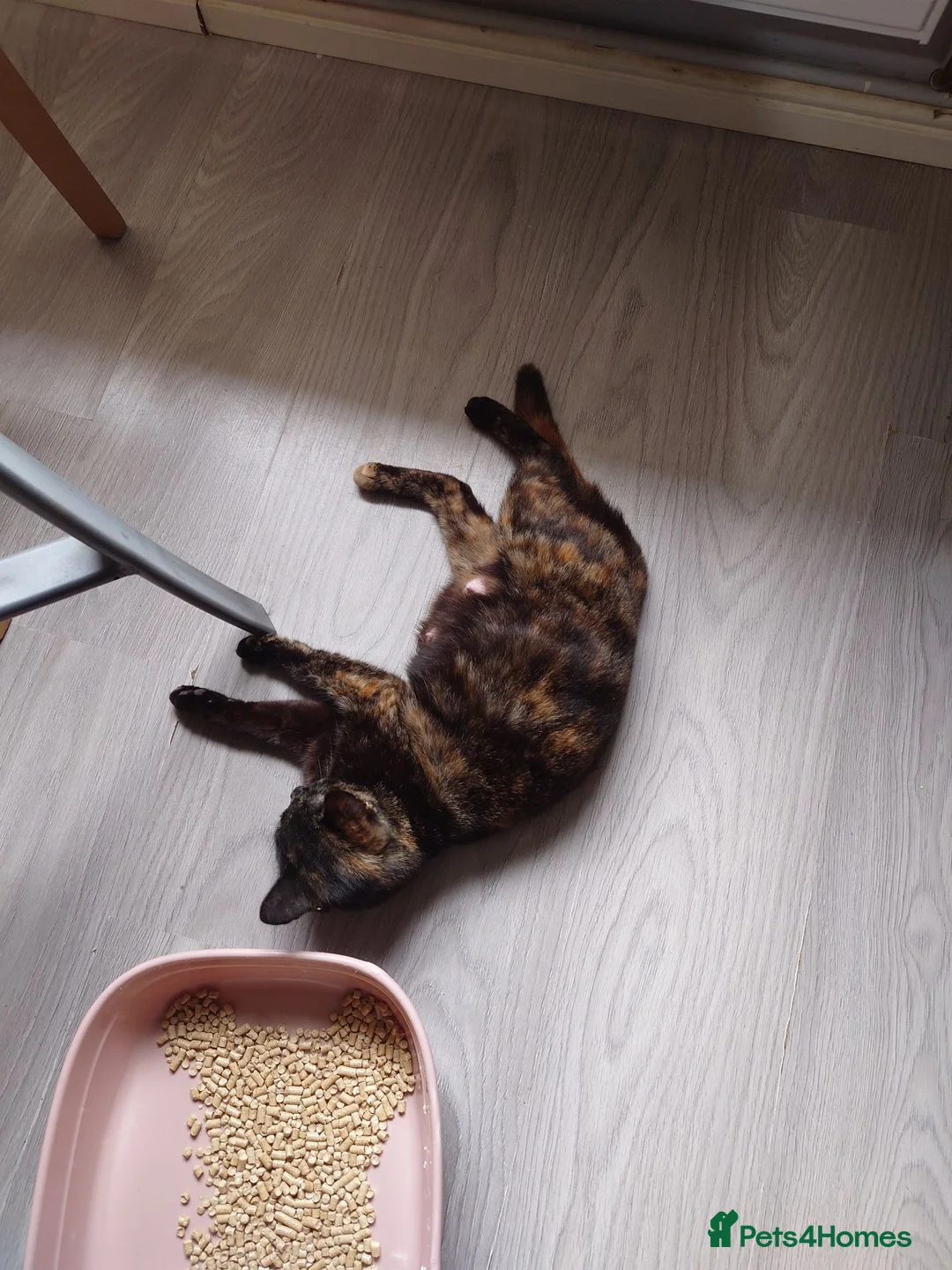 Mixed Breed cats for sale: Kittens looking for forever home. in Stowmarket - Advert 1