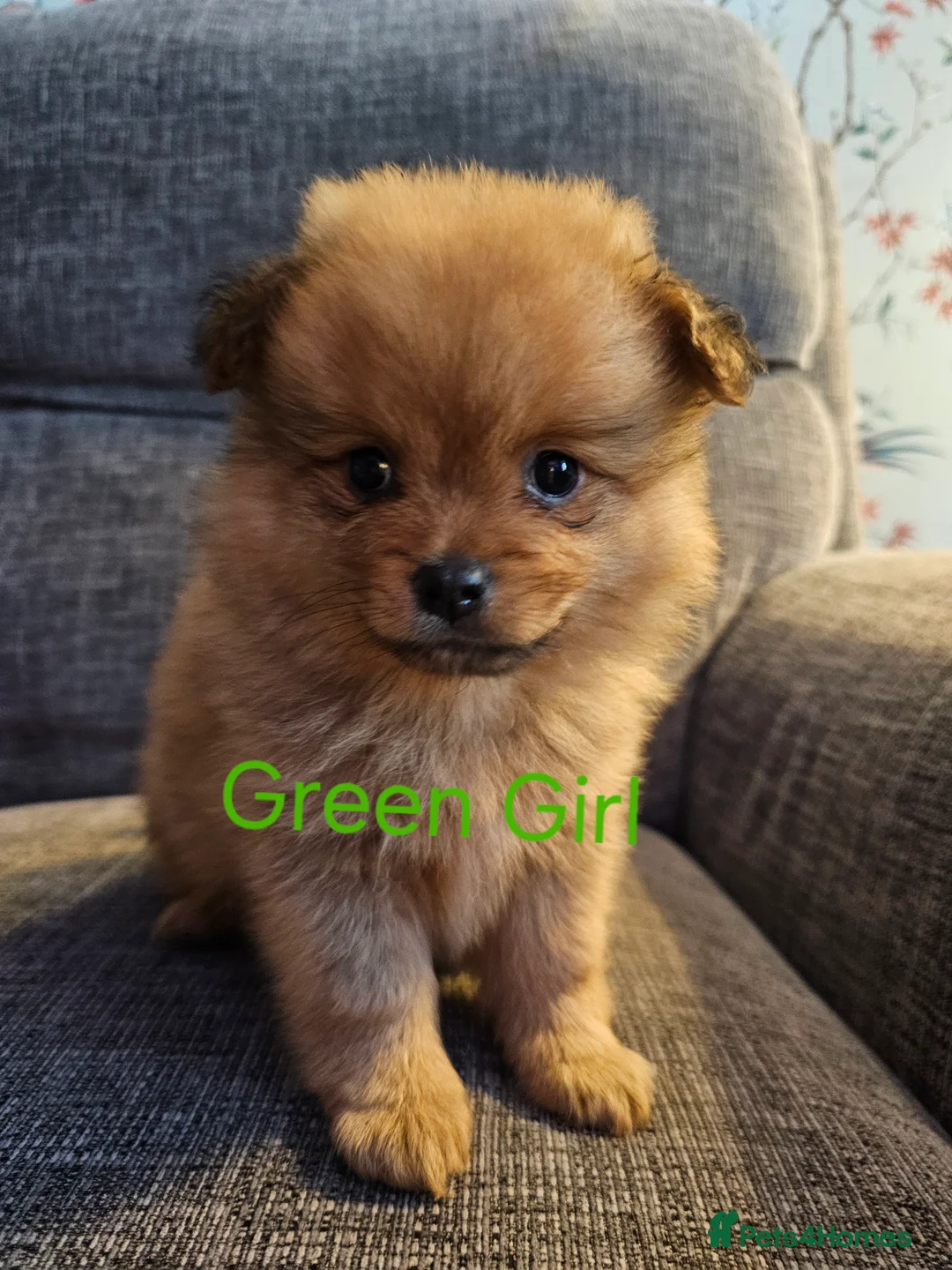 Pomeranian dogs for sale: 4 baby pomeranians for sale - Advert 19