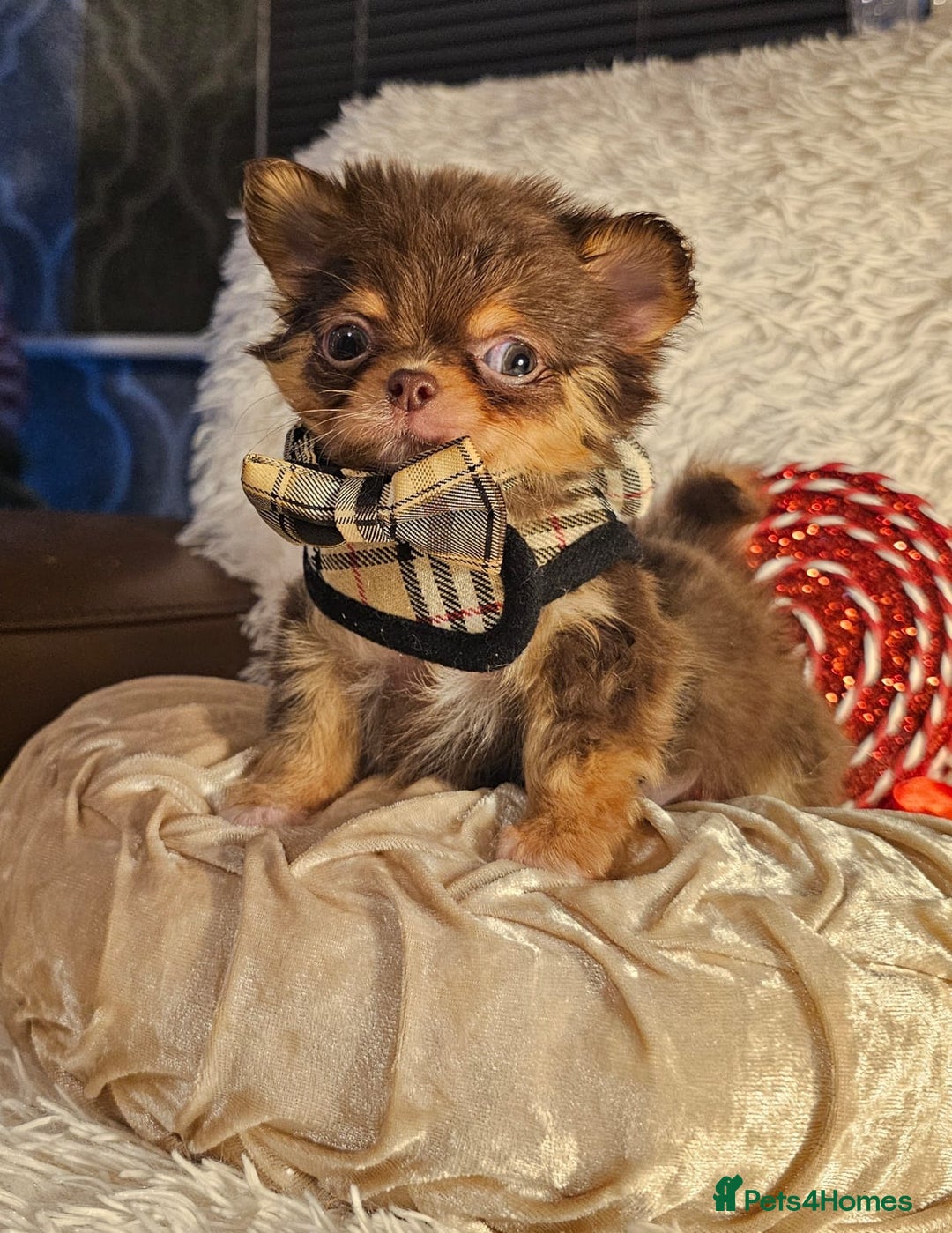 Chihuahua dogs for sale: Xx gorgeous chocolate longcoat chihuahua puppy Xx - Advert 13