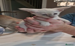 Siamese cats for sale: Siamese kittens 2 Chocolatepoint, 2 boys Bluepoint - Image 11