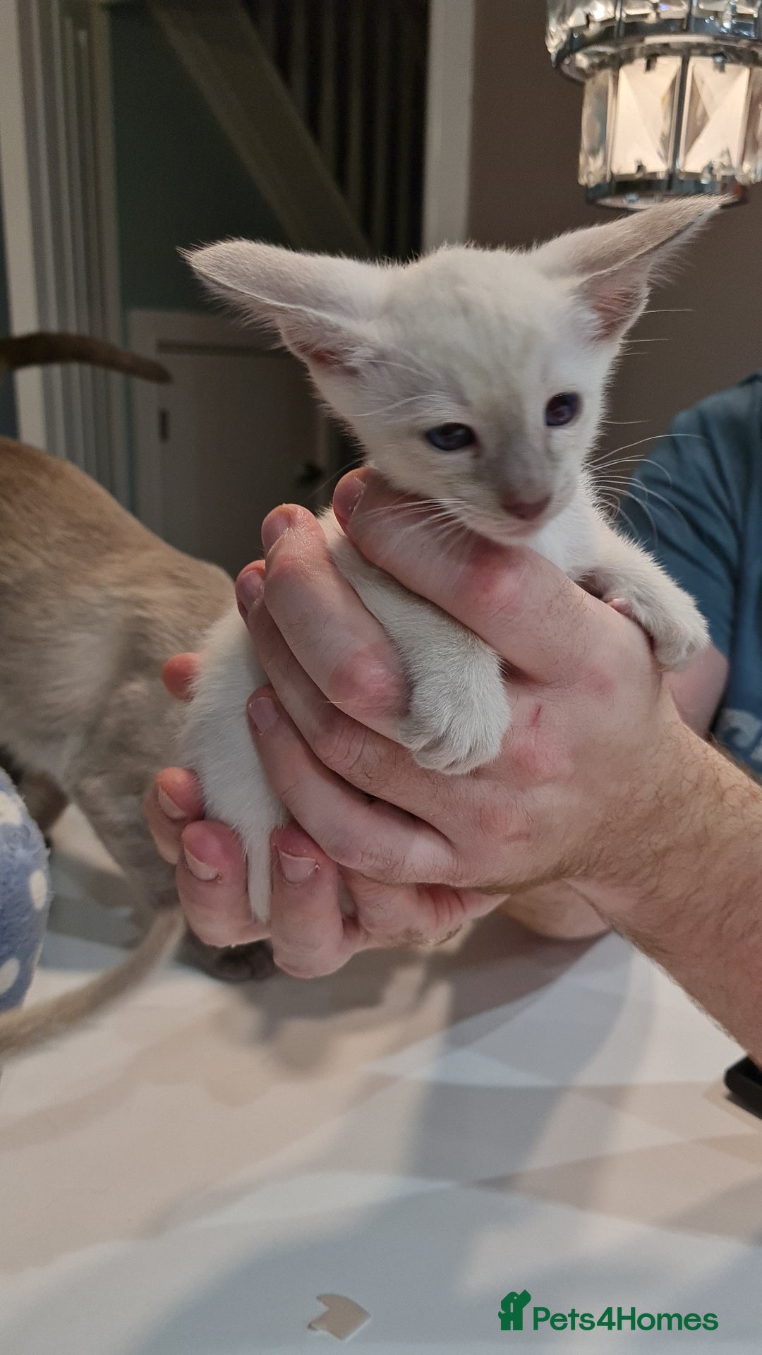 Siamese cats for sale: Siamese kittens 2 Chocolatepoint, 2 boys Bluepoint - Image 11