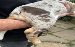 English Bulldog dogs for sale: Re advertised - I am no longer reserved - Image 9