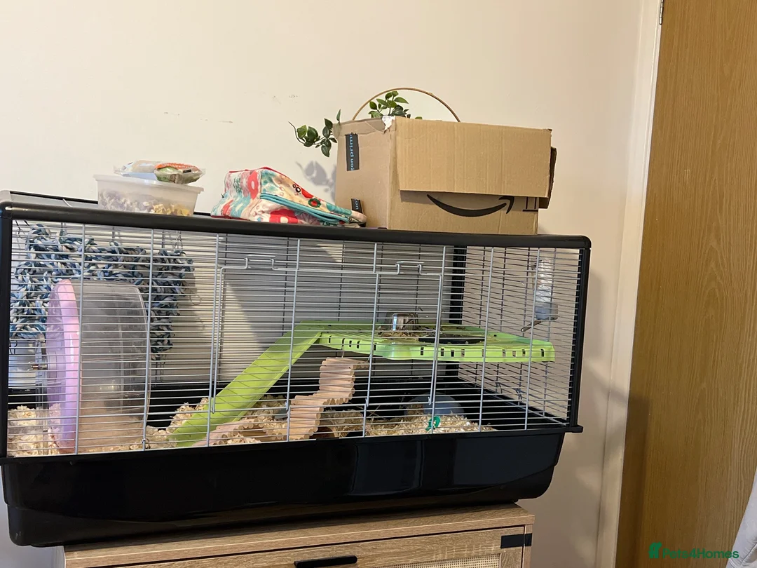 Hamster rodents for sale: Hamster looking for a new home.  - Advert 2