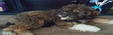 Poochon 2