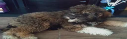 Poochon dogs for sale: Poochon puppies beautiful girls fully vaccinated  - Advert 22