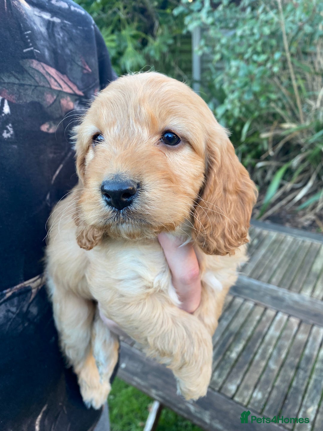Cockapoo dogs for sale: F1 RED COCKAPOO GIRL. READY 15TH JAN. - Advert 2