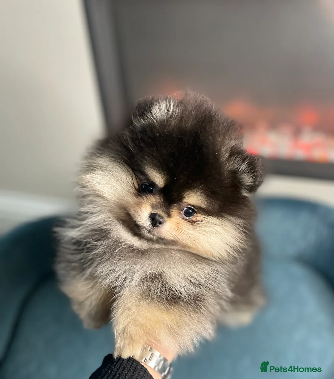 Pomeranian dogs for stud: 💜🧡Lilac & tan KC stud Benji champions in line  in Guildford - Advert 24