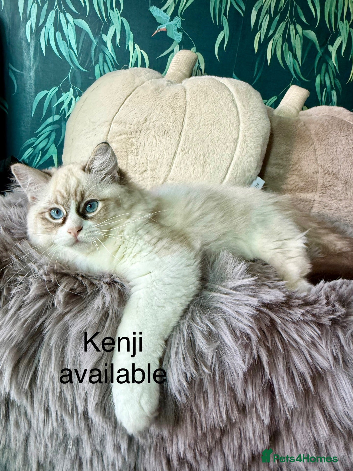 Ragdoll cats WORLD BEATIFUL RAGDOLL KITTEN / FIFE - Advert 2