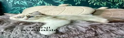 Ragdoll cats for sale: LAST AMAZING RAGDOLL KITTEN / FIFE - Advert 4