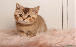 British Shorthair cats for sale: Gorgeous BSH Kittens  - Image 8