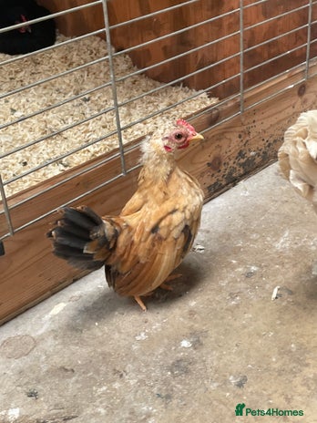 Chickens poultry - Advert 2