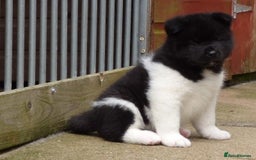 Akita dogs for sale: Quality Akita Babies (& KC Registered) - Image 11