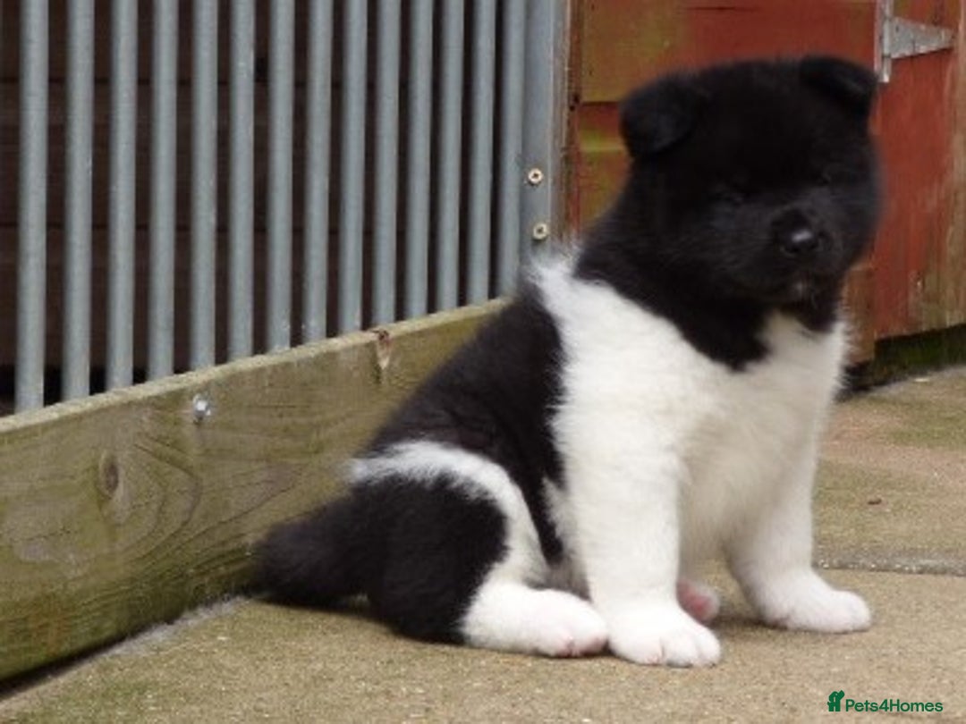 Akita dogs for sale: Quality Akita Babies (& KC Registered) - Image 11