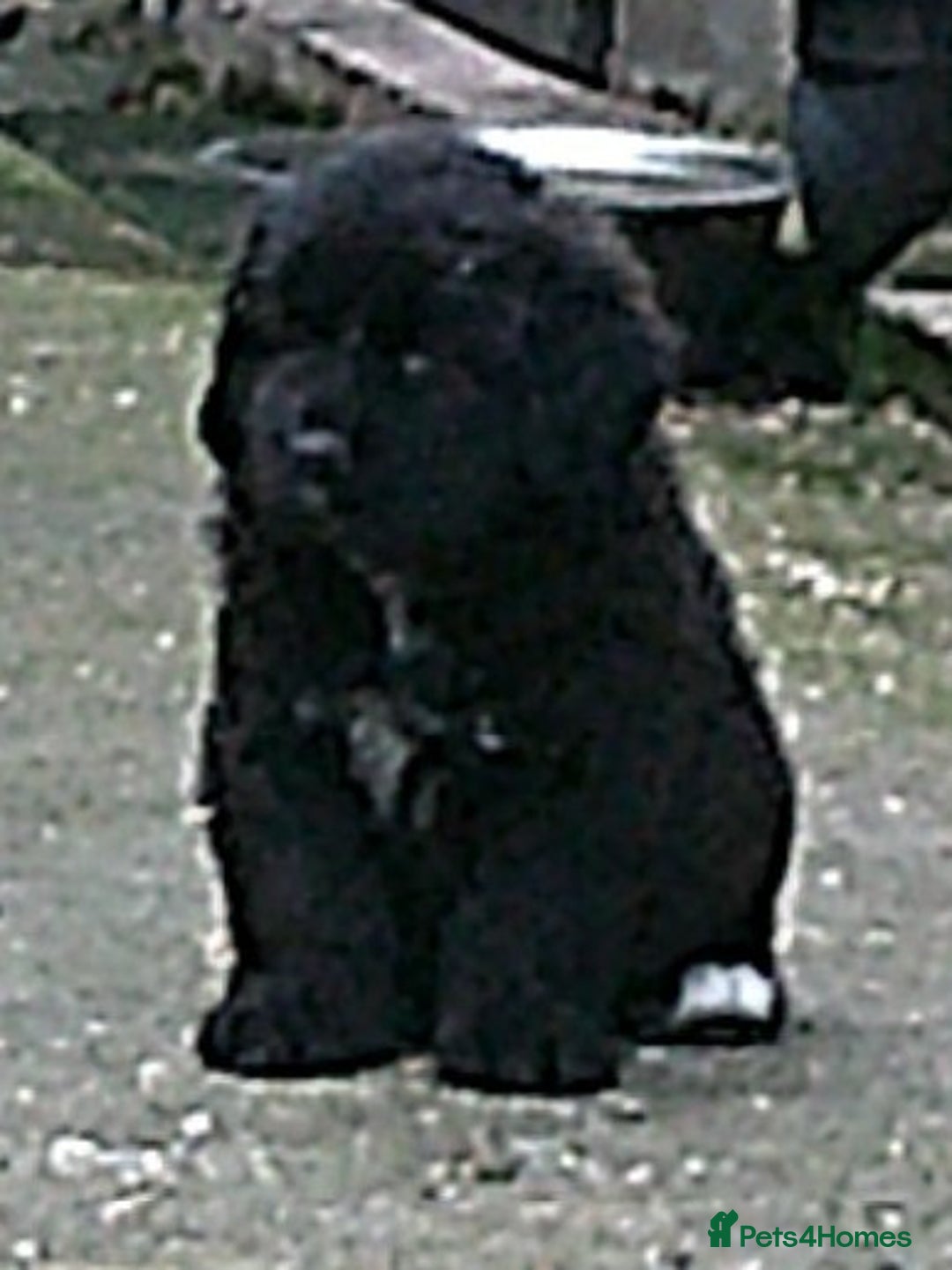 Newfoundland dogs for sale: Newfoundland X - Image 4