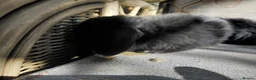 Mini Lop rabbits for sale: mini lops - Advert 10