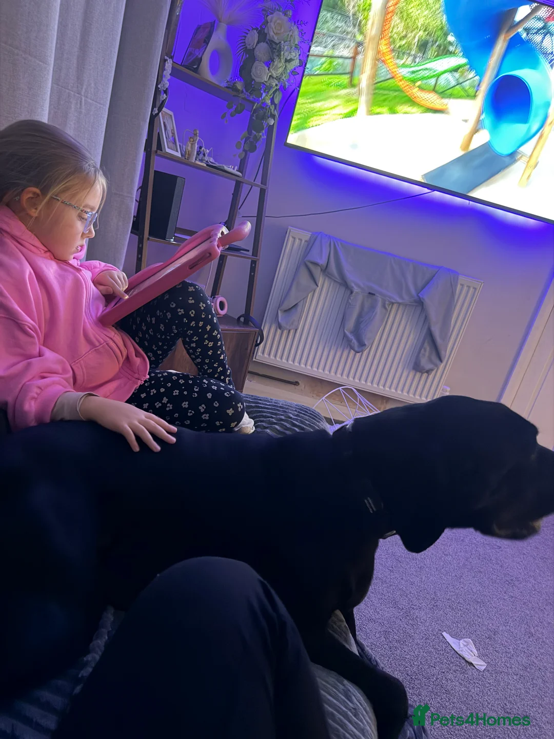 Mixed Breed dogs for sale: Bo ‘the gentle giant’  - Advert 2