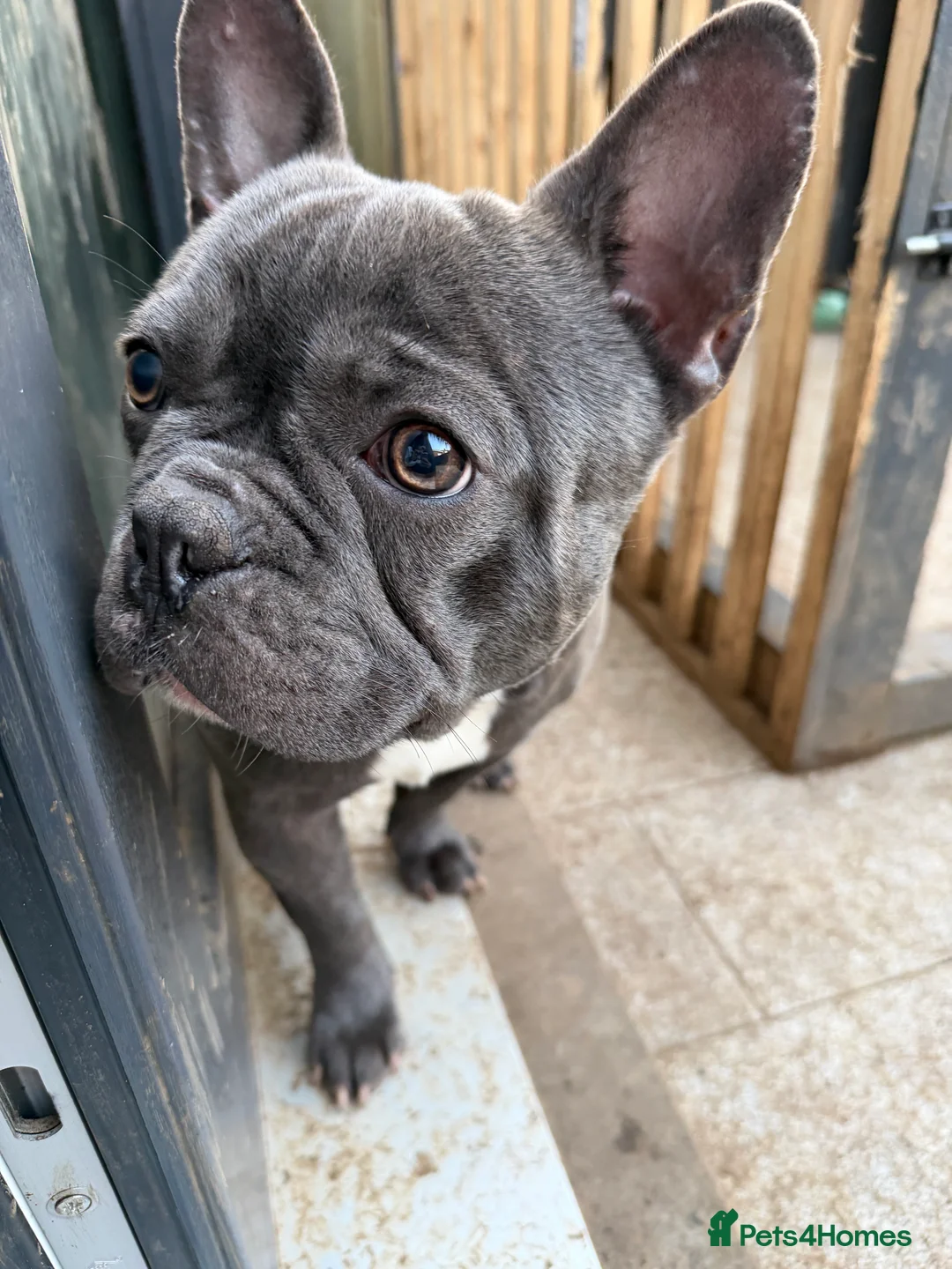 French Bulldog dogs for sale: French bulldogs puppies  in Doncaster - Advert 4