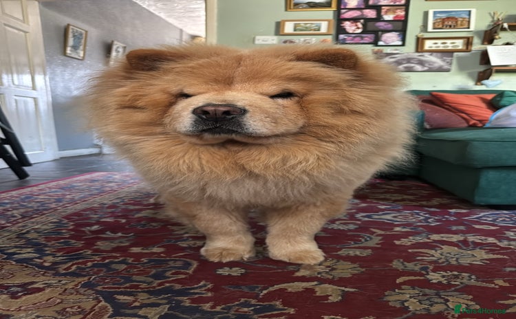 Chow Chow dogs - Advert 2