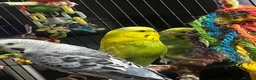 Budgerigars birds for sale: bugies for sale  - Advert 3