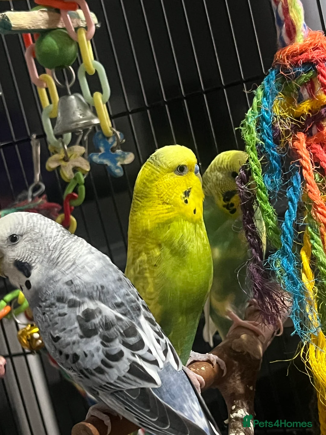 Budgerigars birds for sale: bugies for sale  - Advert 3