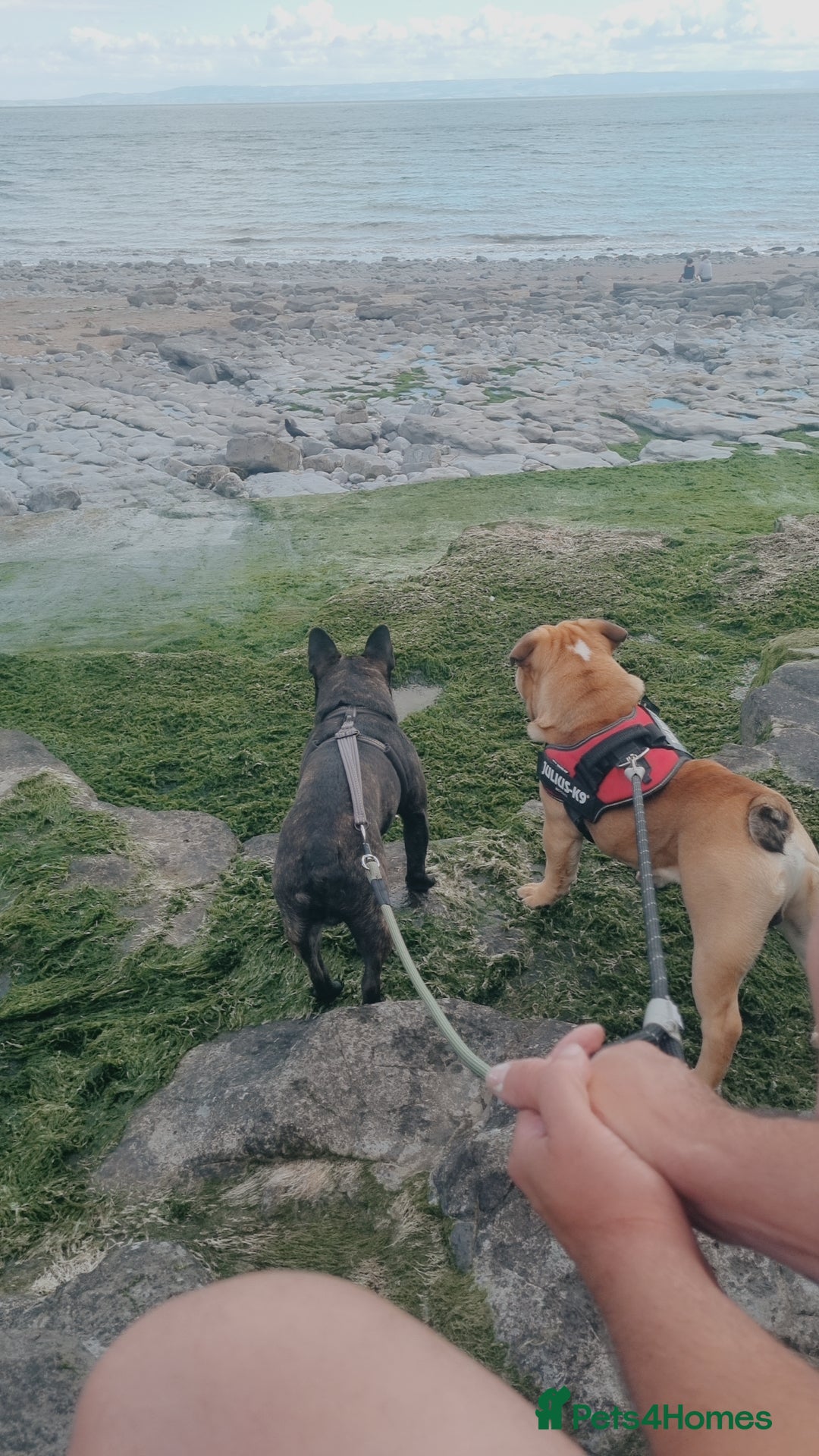 English Bulldog dogs for sale: 2 year old English Bulldog for sale.  - Image 6