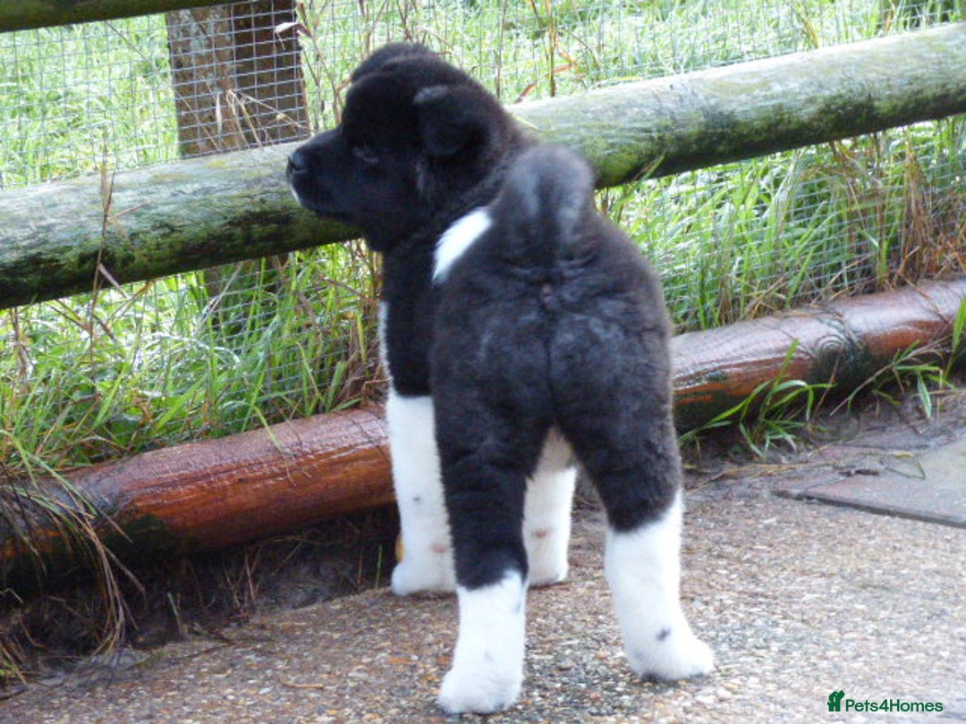 Akita dogs for sale: Quality Akita Baby Girl (KC Registered) - Advert 18