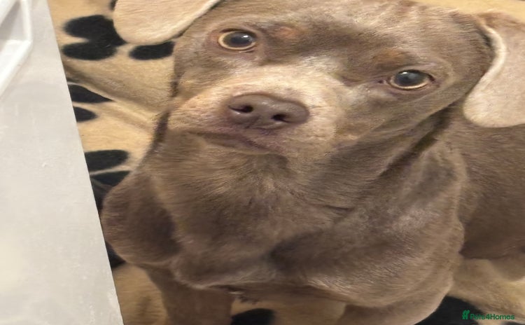 Mixed Breed dogs - Advert 13