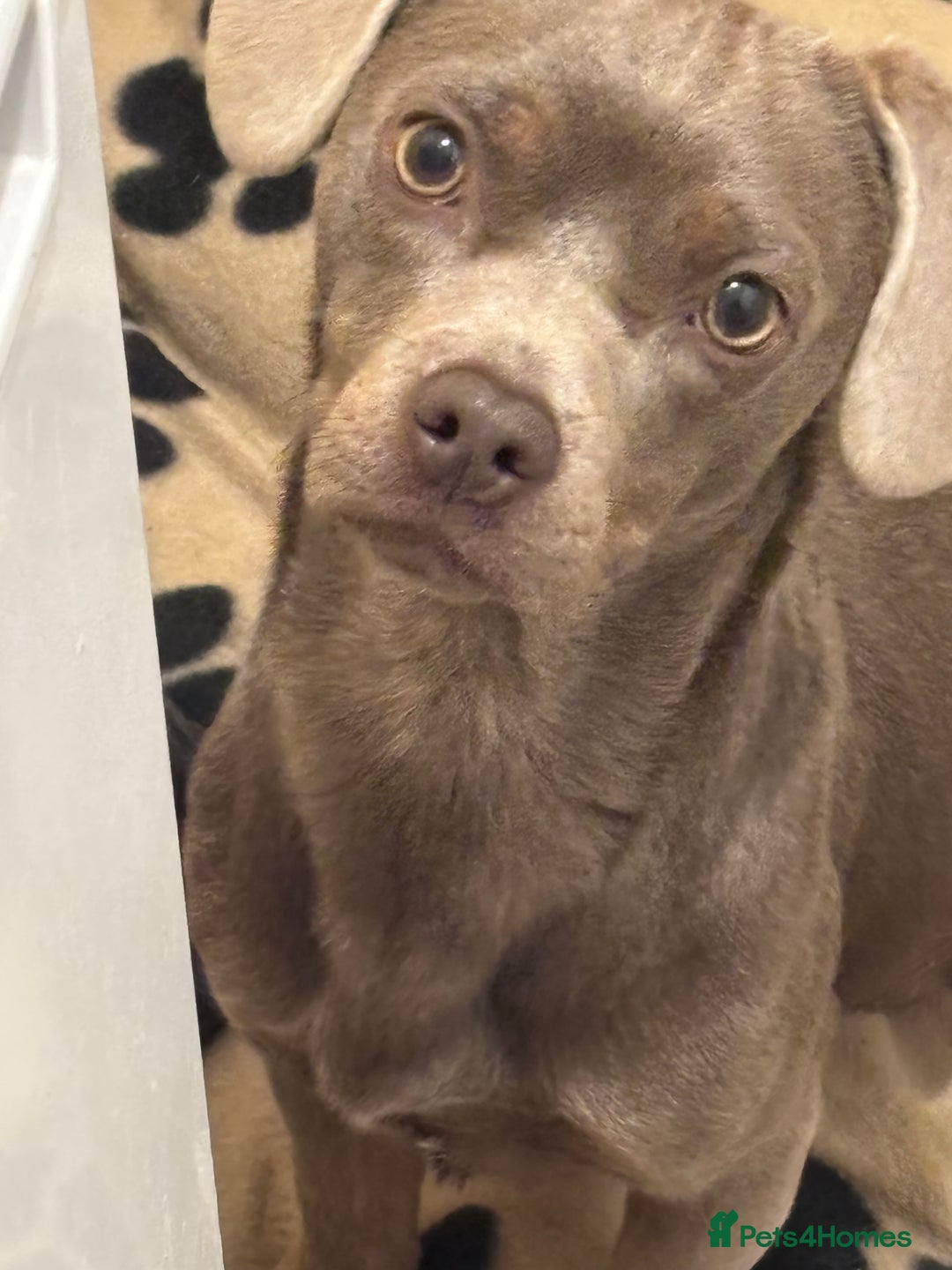 Mixed Breed dogs for sale: Male Lilac Frenchie x Miniature Dachshund  - Image 1