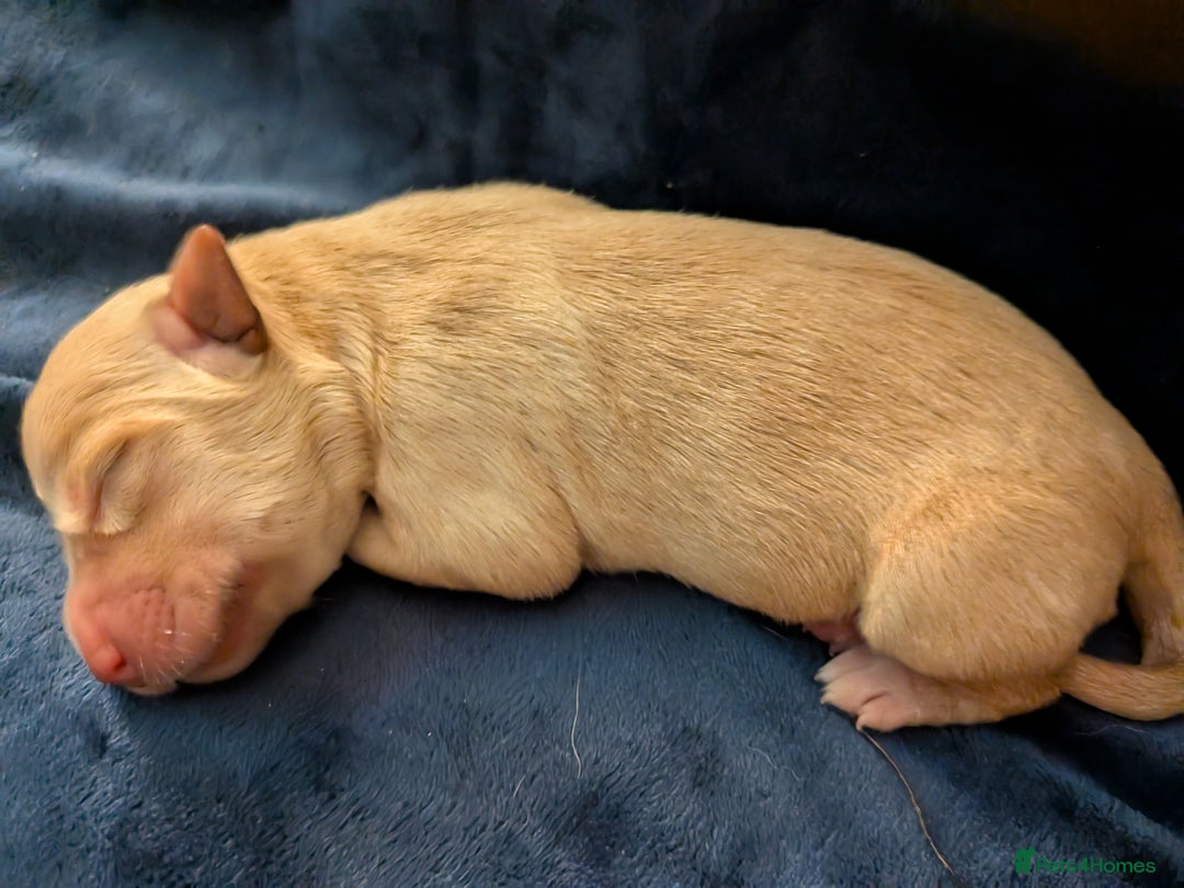 Goldador dogs for sale: Goldador puppies - all reserved  - Advert 13