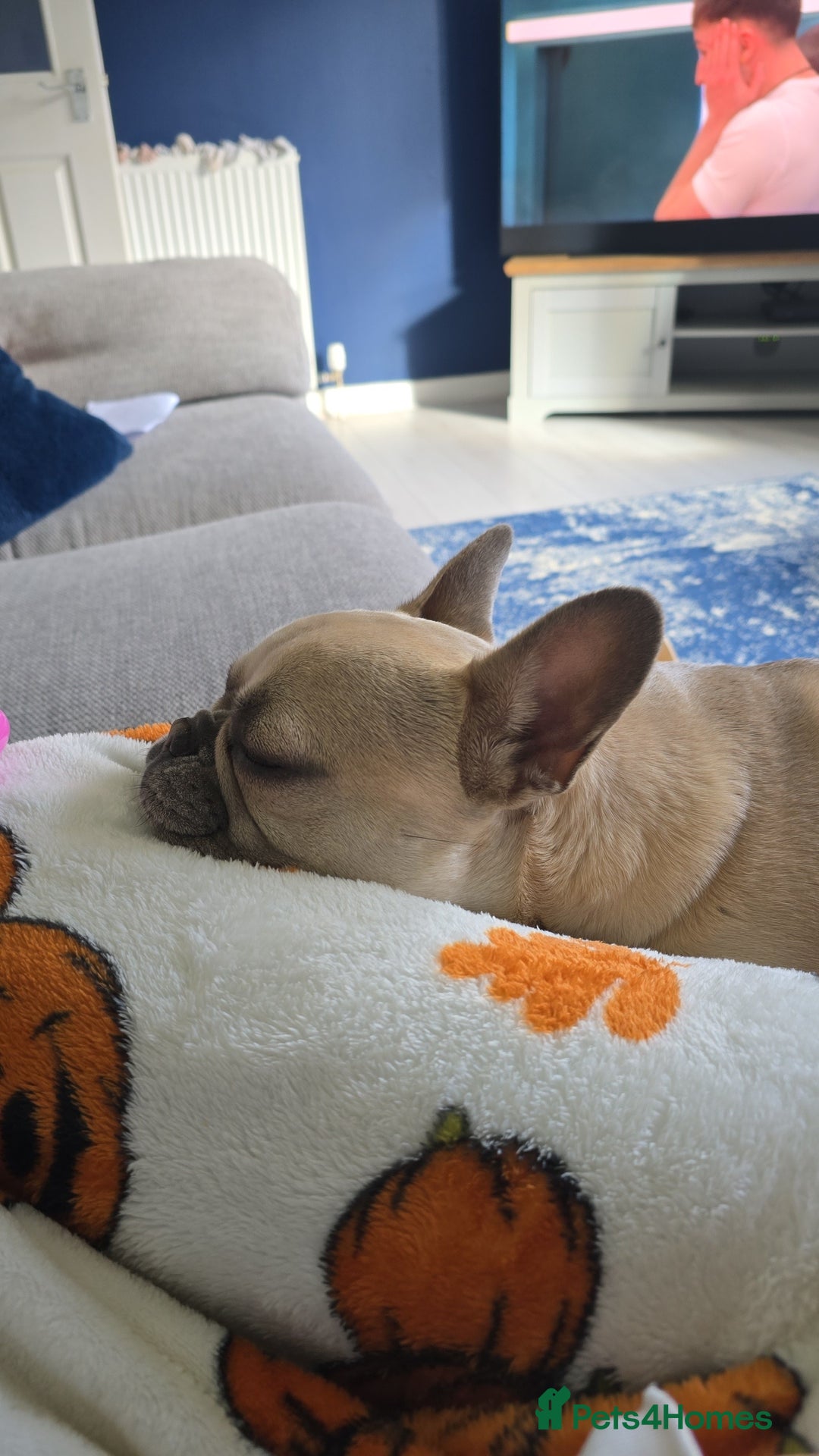 French Bulldog dogs for sale: French Bulldog - Image 3